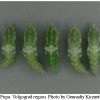 pi brassicae pupa3 volg